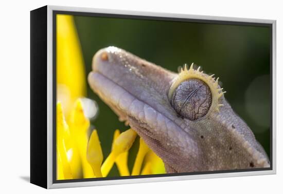 Eyelash Gecko (Captive), San Luis Obispo, California-Rob Sheppard-Framed Premier Image Canvas