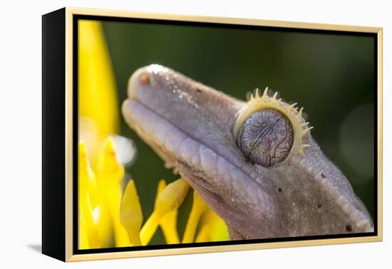 Eyelash Gecko (Captive), San Luis Obispo, California-Rob Sheppard-Framed Premier Image Canvas