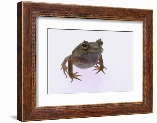 Eyelash Horn Frog-DLILLC-Framed Photographic Print