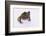 Eyelash Horn Frog-DLILLC-Framed Photographic Print