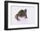 Eyelash Horn Frog-DLILLC-Framed Photographic Print