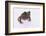 Eyelash Horn Frog-DLILLC-Framed Photographic Print