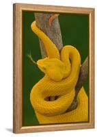 Eyelash Palm-pitviper coiled in strike pose with tongue out-John Cancalosi-Framed Premier Image Canvas