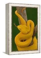 Eyelash Palm-pitviper coiled in strike pose with tongue out-John Cancalosi-Framed Premier Image Canvas