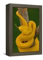 Eyelash Palm-pitviper coiled in strike pose with tongue out-John Cancalosi-Framed Premier Image Canvas