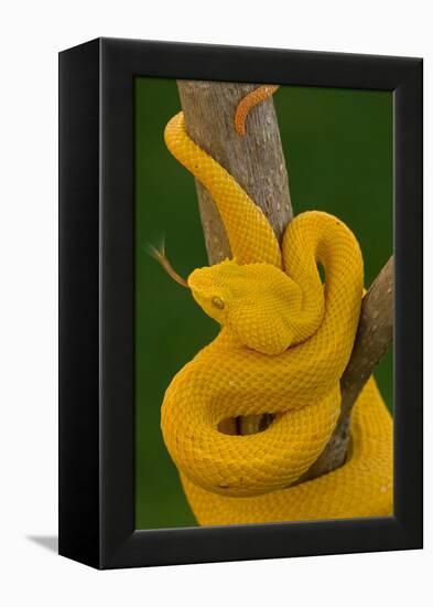 Eyelash Palm-pitviper coiled in strike pose with tongue out-John Cancalosi-Framed Premier Image Canvas