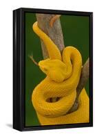 Eyelash Palm-pitviper coiled in strike pose with tongue out-John Cancalosi-Framed Premier Image Canvas