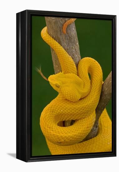 Eyelash Palm-pitviper coiled in strike pose with tongue out-John Cancalosi-Framed Premier Image Canvas
