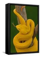 Eyelash Palm-pitviper coiled in strike pose with tongue out-John Cancalosi-Framed Premier Image Canvas