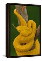 Eyelash Palm-pitviper coiled in strike pose with tongue out-John Cancalosi-Framed Premier Image Canvas