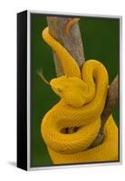 Eyelash Palm-pitviper coiled in strike pose with tongue out-John Cancalosi-Framed Premier Image Canvas