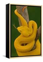 Eyelash Palm-pitviper coiled in strike pose with tongue out-John Cancalosi-Framed Premier Image Canvas