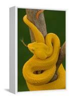 Eyelash Palm-pitviper coiled in strike pose with tongue out-John Cancalosi-Framed Premier Image Canvas