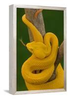 Eyelash Palm-pitviper coiled in strike pose with tongue out-John Cancalosi-Framed Premier Image Canvas