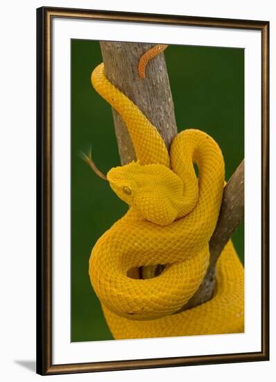 Eyelash Palm-pitviper coiled in strike pose with tongue out-John Cancalosi-Framed Photographic Print