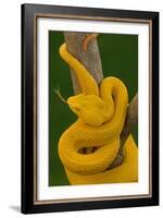 Eyelash Palm-pitviper coiled in strike pose with tongue out-John Cancalosi-Framed Photographic Print