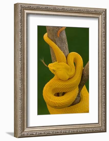 Eyelash Palm-pitviper coiled in strike pose with tongue out-John Cancalosi-Framed Photographic Print