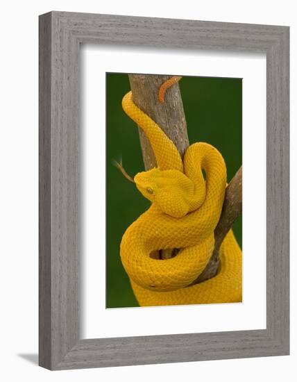 Eyelash Palm-pitviper coiled in strike pose with tongue out-John Cancalosi-Framed Photographic Print