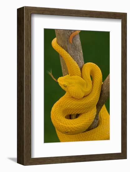 Eyelash Palm-pitviper coiled in strike pose with tongue out-John Cancalosi-Framed Photographic Print