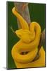 Eyelash Palm-pitviper coiled in strike pose with tongue out-John Cancalosi-Mounted Photographic Print