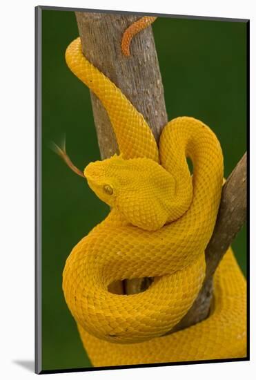 Eyelash Palm-pitviper coiled in strike pose with tongue out-John Cancalosi-Mounted Photographic Print