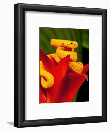 Eyelash Viper, Bothriechis Schlegeli, Native to Southern Mexico into Central America-David Northcott-Framed Photographic Print