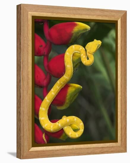 Eyelash Viper Snake on Heliconia Flower-Papilio-Framed Premier Image Canvas