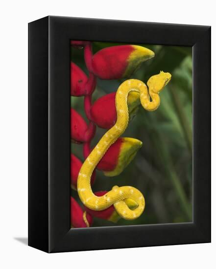 Eyelash Viper Snake on Heliconia Flower-Papilio-Framed Premier Image Canvas