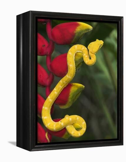 Eyelash Viper Snake on Heliconia Flower-Papilio-Framed Premier Image Canvas