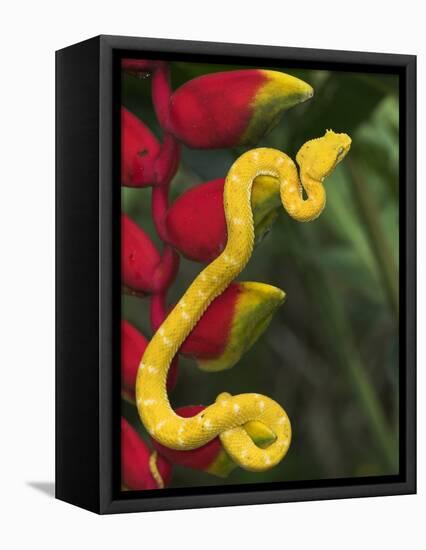 Eyelash Viper Snake on Heliconia Flower-Papilio-Framed Premier Image Canvas