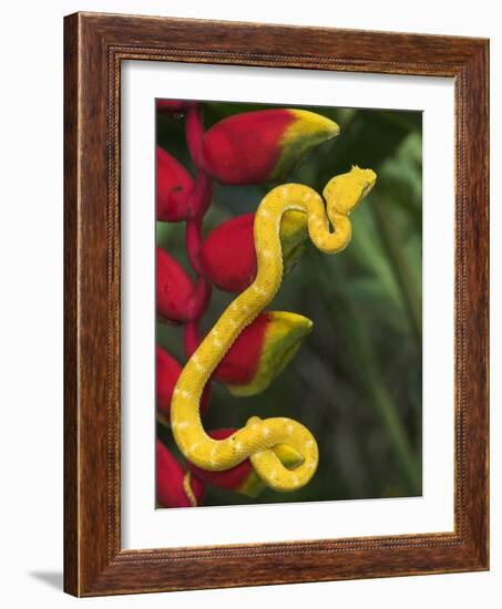 Eyelash Viper Snake on Heliconia Flower-Papilio-Framed Photographic Print