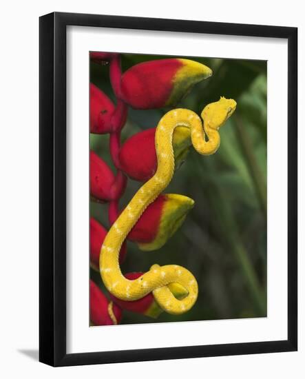 Eyelash Viper Snake on Heliconia Flower-Papilio-Framed Photographic Print