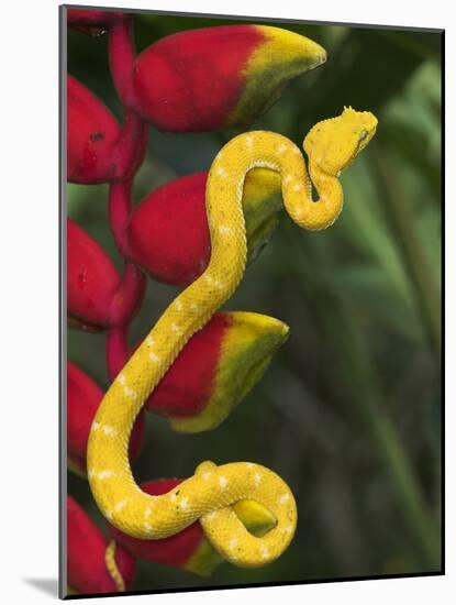 Eyelash Viper Snake on Heliconia Flower-Papilio-Mounted Photographic Print