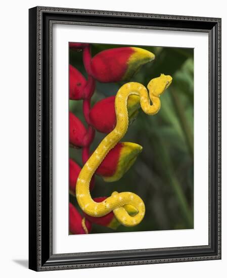 Eyelash Viper Snake on Heliconia Flower-Papilio-Framed Photographic Print