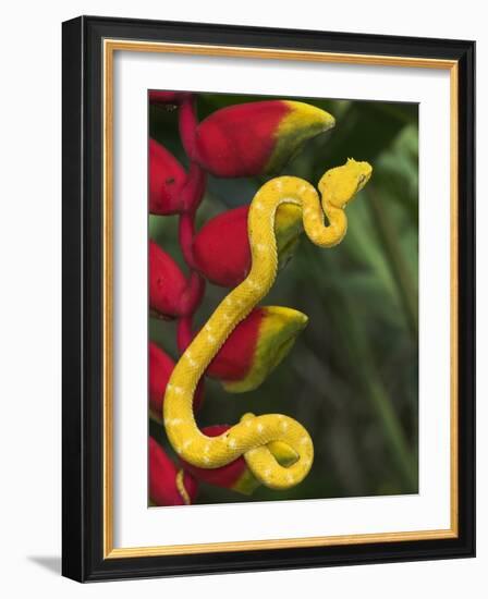 Eyelash Viper Snake on Heliconia Flower-Papilio-Framed Photographic Print