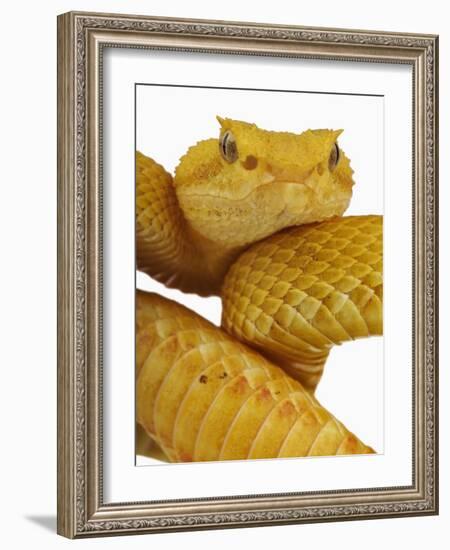 Eyelash Viper-Martin Harvey-Framed Photographic Print