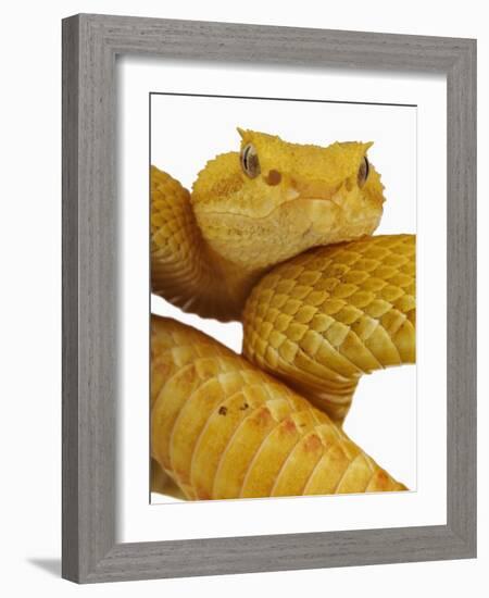 Eyelash Viper-Martin Harvey-Framed Photographic Print