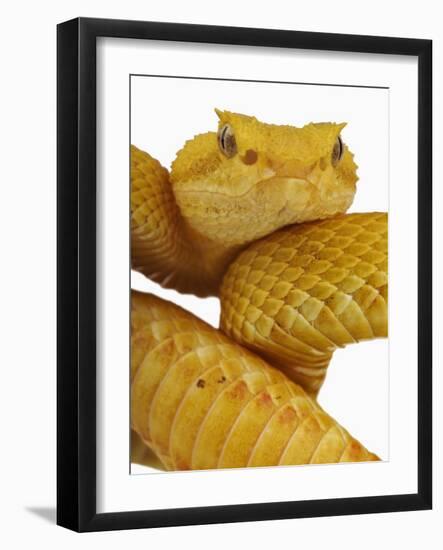 Eyelash Viper-Martin Harvey-Framed Photographic Print