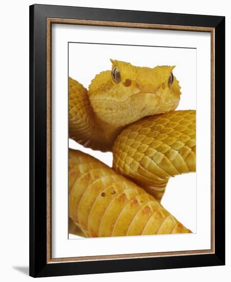 Eyelash Viper-Martin Harvey-Framed Photographic Print