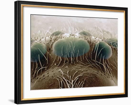 Eyes of a Black Widow-Jim Zuckerman-Framed Photographic Print