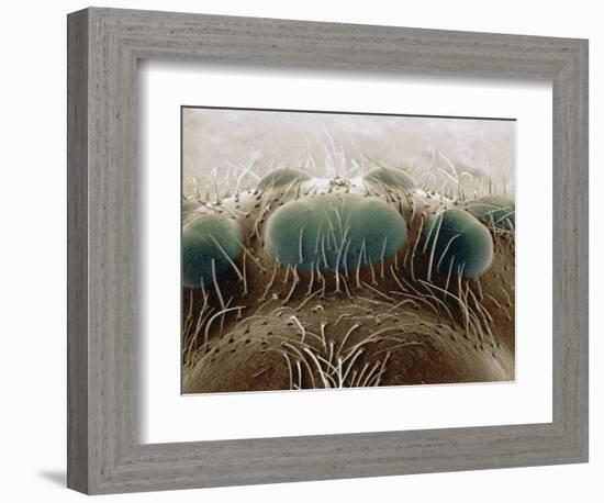 Eyes of a Black Widow-Jim Zuckerman-Framed Photographic Print