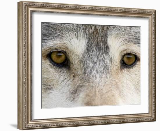 Eyes of a Gray Wolf, in Captivity, Sandstone, Minnesota, USA-James Hager-Framed Photographic Print
