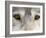 Eyes of a Gray Wolf, in Captivity, Sandstone, Minnesota, USA-James Hager-Framed Photographic Print