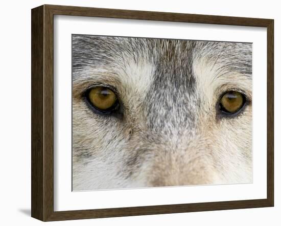 Eyes of a Gray Wolf, in Captivity, Sandstone, Minnesota, USA-James Hager-Framed Photographic Print