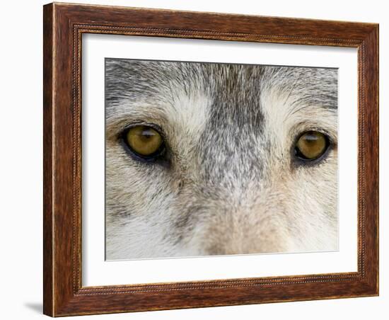 Eyes of a Gray Wolf, in Captivity, Sandstone, Minnesota, USA-James Hager-Framed Photographic Print