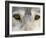 Eyes of a Gray Wolf, in Captivity, Sandstone, Minnesota, USA-James Hager-Framed Photographic Print