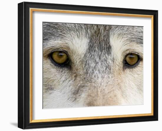 Eyes of a Gray Wolf, in Captivity, Sandstone, Minnesota, USA-James Hager-Framed Photographic Print