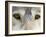 Eyes of a Gray Wolf, in Captivity, Sandstone, Minnesota, USA-James Hager-Framed Photographic Print