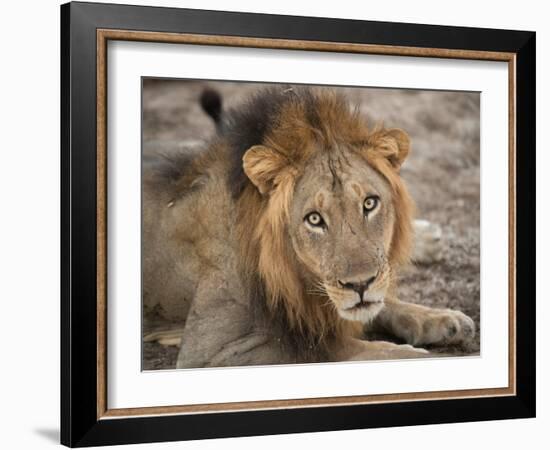 Eyes of a Lion-Scott Bennion-Framed Photo
