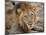 Eyes of a Lion-Scott Bennion-Mounted Photo